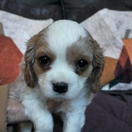 Hans Solo - Blenheim male Cavalier King Charles Spaniel puppy in Franklin, North Carolina from Cavaliers of the County Macon