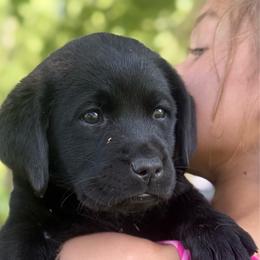 Indy - Light Blue Collar - Black female Labrador Retriever puppy in Greensburg, Kentucky from Paws Farm Retrievers