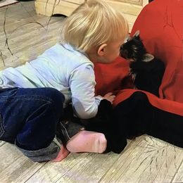 Yorkshire Terrier Puppies from Wendy's AKC Darlings Hudson Valley