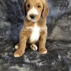 Goldendoodle and Springerdoodle Puppies from Springerdoodles Plus AZ