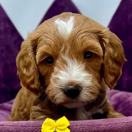 Yellow Male - Apricot male Goldendoodle puppy in Great Falls, Montana from Montana Goldendoodles