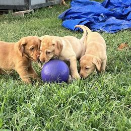 Labrador Retriever Puppies from Ashton White's Labrador Retrievers