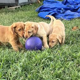 Labrador Retriever Puppies from Ashton White's Labrador Retrievers