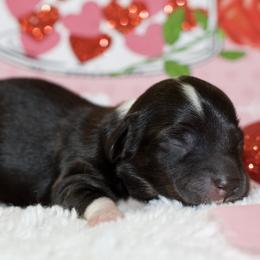 Sven - Black and cream male Dachshund puppy in Bellville, Ohio from JK Mini Doxies