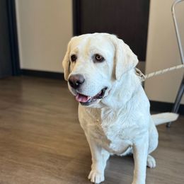 Maggie - Labrador Retriever
