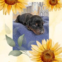Boy 3 - Black and rust male Doberman Pinscher puppy in Wautoma, Wisconsin from Sky’s Dobermans