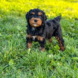 Bourbon - Phantom male Bernedoodle puppy in Pittsburgh, Pennsylvania from WestPenn Doodles LLC