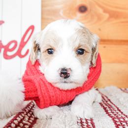 Sunny - Cream male Goldendoodle puppy in Antlers, Oklahoma from Rocking H