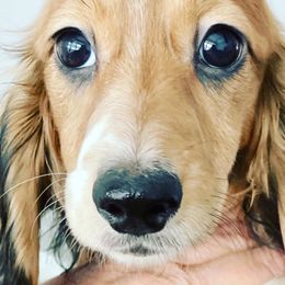 Dachshund Puppies from STORIED DOXIES