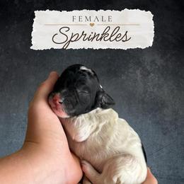 Sprinkles - Parti female Labradoodle puppy in Kingman, Arizona from The Dood Ranch