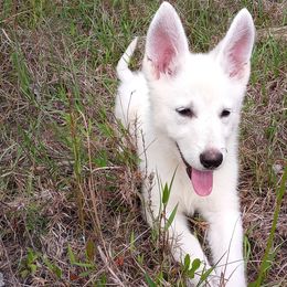 German Shepherds from Loyal Shepherds Kennels