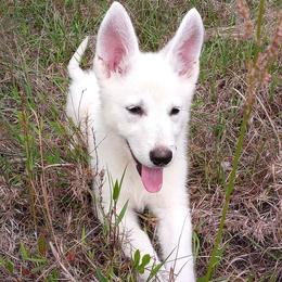 German Shepherds from Loyal Shepherds Kennels
