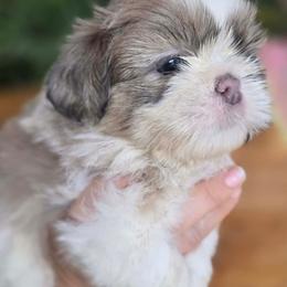 Love - Silver and white female Shih Tzu puppy in Azusa, California from RJ Shih Tzu lover