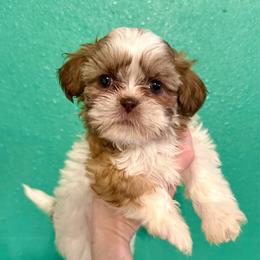 Belle - Liver and white female Shih Tzu puppy in Stroud, Oklahoma from Laik’s Little Shihtz & Poms