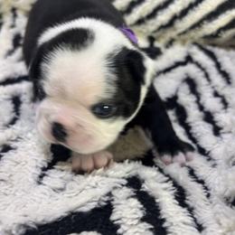 Grunt - Black brindle and white male Boston Terrier puppy in Alabama from Southern Bulldogs