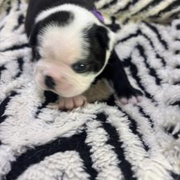 Grunt - Black brindle and white male Boston Terrier puppy in Alabama from Southern Bulldogs