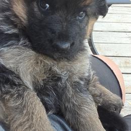 Faith - Black and red female German Shepherd puppy in Reno, Ohio from Segen Von Gott German Shepherd’s
