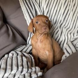 Kirby - Golden rust male Vizsla puppy in Bloomington, Indiana from Envizion