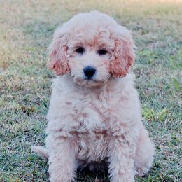 Woody - Cream Goldendoodle puppy in Huntington, Arkansas from Prairie Creek Goldendoodles