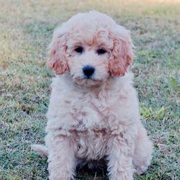 Woody - Cream Goldendoodle puppy in Huntington, Arkansas from Prairie Creek Goldendoodles