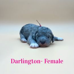Darlington (Pink) - Gray female Poodle puppy in West Monroe, Louisiana from Diamond M Poodles and Doodles
