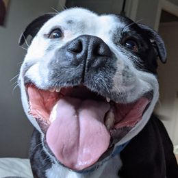 Staffordshire Bull Terriers from Sequoia Staffords
