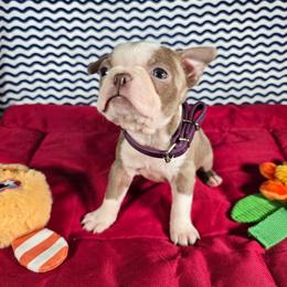 Muffin - Lilac female Boston Terrier puppy in Millers Creek, North Carolina from Tumbling Shoals Hilltop Bostons