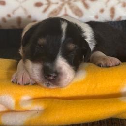 Rosie - Black tri-color female Australian Shepherd puppy in Morrow, Ohio from OakHaven Acres Aussies