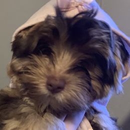 Zoey - Yorkshire Terrier