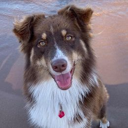 Joy - Australian Shepherd