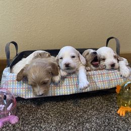 Cockapoo Puppies from Country J Canines