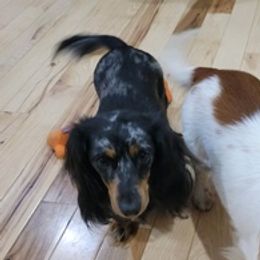 Dachshunds from Aubrey's Dachshunds