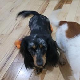 Dachshunds from Aubrey's Dachshunds