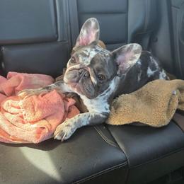 Lucy - French Bulldog