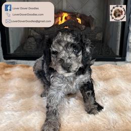 Flannel - Merle male Goldendoodle puppy in Frostproof, Florida from Lover Dover Doodles