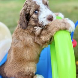 Maple - Brown and white female Bernedoodle puppy in Mint Hill, North Carolina from Ball-Y-Hoo Bernedoodles