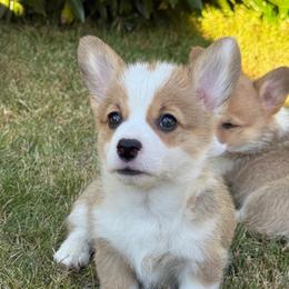 June - Sable female Pembroke Welsh Corgi puppy in Battle Ground, Washington from Westbrooke Kennels