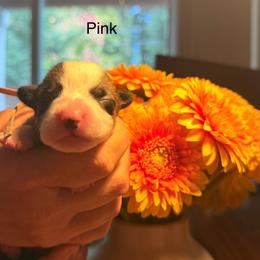 Penny - Pink girl - Red female Pembroke Welsh Corgi puppy in Woodinville, Washington from Heatherland Corgis