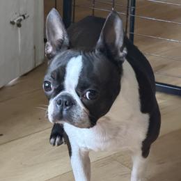 Little Bit - Boston Terrier