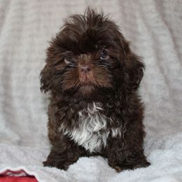 Chewy - Chocolate male Shih Tzu puppy in Newark, Ohio from Gemini Kennels
