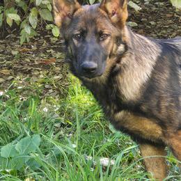 Tsuki - German Shepherd