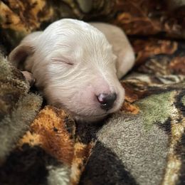 Goldendoodle and Poodle Puppies from SnickerDoodlePups