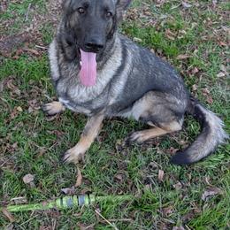 Kaleesi - German Shepherd