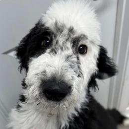 Aspen - Sheepadoodle