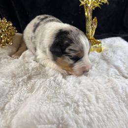 Merle 1 - Blue merle male Australian Shepherd puppy in Loganville, Georgia from Howell Aussies