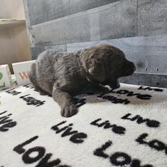 Girl 3 "Yellow" - Chesapeake Bay Retriever puppy from Creekside Chesapeakes