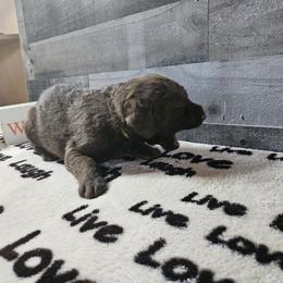 Girl 3 "Yellow" - Chesapeake Bay Retriever puppy from Creekside Chesapeakes