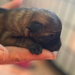 Pretty dark Sable girl - Sable female German Shepherd puppy in Grantsville, Utah from Vom Haus Denfors K9 - Working German Shepherds