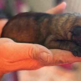 Pretty dark Sable girl - Sable female German Shepherd puppy in Grantsville, Utah from Vom Haus Denfors K9 - Working German Shepherds