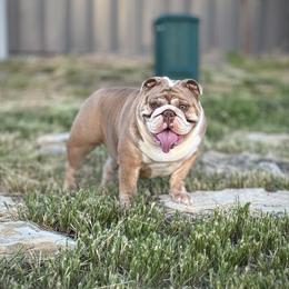 Binky - Bulldog